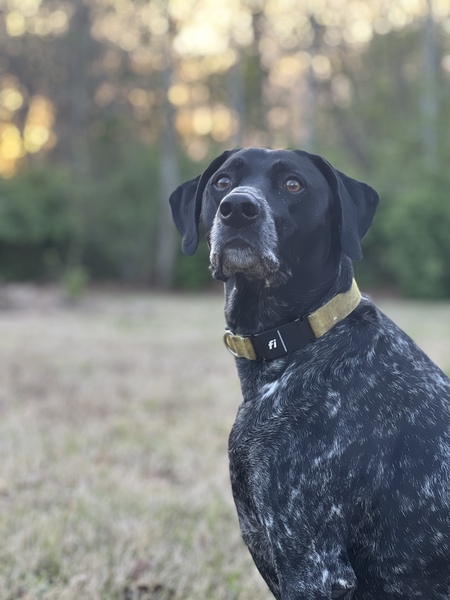 Entry image for Benny. Clicking this image will show a larger photo