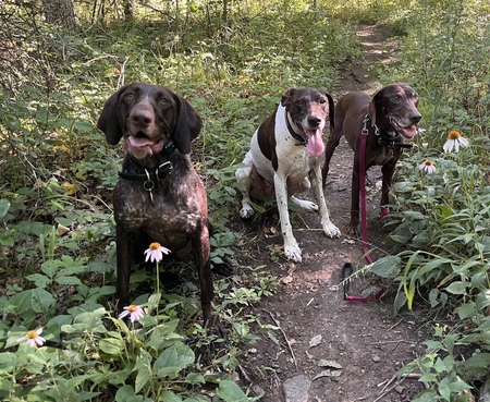 Entry image for Plata, Foster, and Ozzie. Clicking this image will show a larger photo