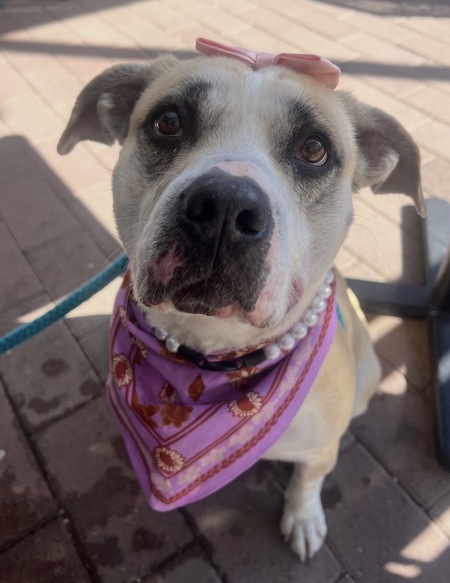 Entry image for Tiny. Clicking this image will show a larger photo