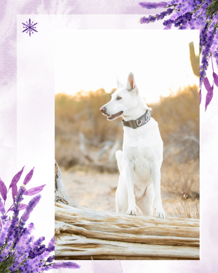 Entry image for CHLOE. Clicking this image will show a larger photo