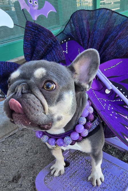 Entry image for Melly Belly. Clicking this image will show a larger photo