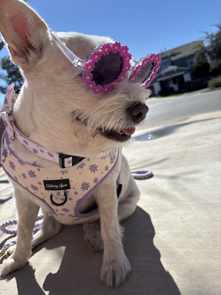 Entry image for Miss Q. Clicking this image will show a larger photo