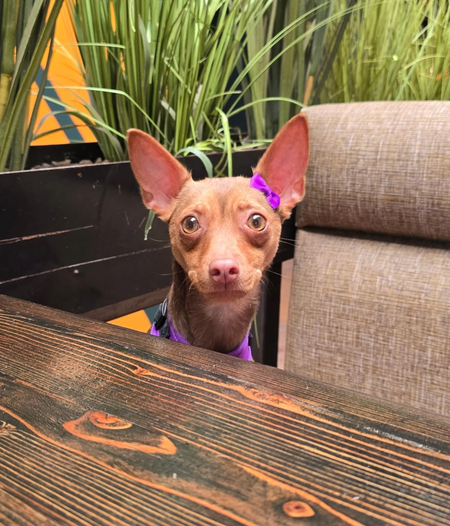 Entry image for Juno. Clicking this image will show a larger photo