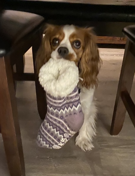 Entry image for Riley. Clicking this image will show a larger photo