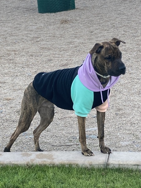 Entry image for Mork. Clicking this image will show a larger photo