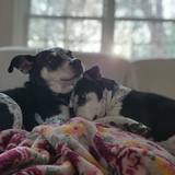 Entry image for Tessa & Ruby