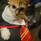 Entry image for Cali 