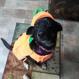 Entry image for Indigo