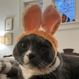 Entry image for Panda