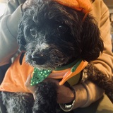 Entry image for Muñeco, aka Manny 