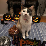 Entry image for Lacy