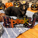 Entry image for Tiffany Pumpkin