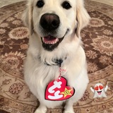 Entry image for Luke Skywalker 