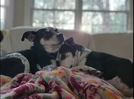 Entry image for Tessa & Ruby. Clicking this image will show a larger photo