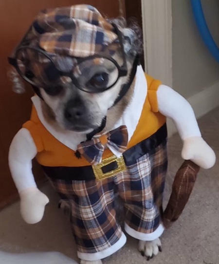 Entry image for Gus. Clicking this image will show a larger photo