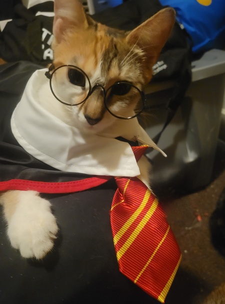 Entry image for Cali . Clicking this image will show a larger photo