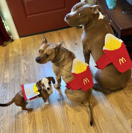 Entry image for Phee 6 (large) Cheers 4  (medium) Winnie 1 (small)🍟. Clicking this image will show a larger photo