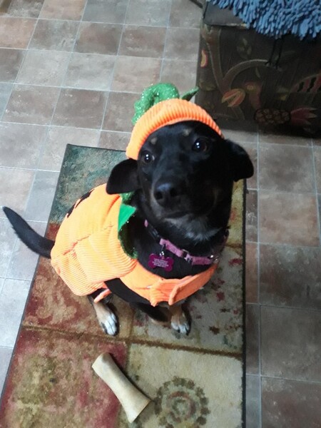 Entry image for Indigo. Clicking this image will show a larger photo