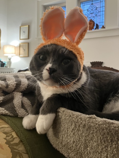 Entry image for Panda. Clicking this image will show a larger photo