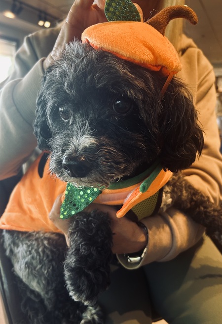 Entry image for Muñeco, aka Manny . Clicking this image will show a larger photo