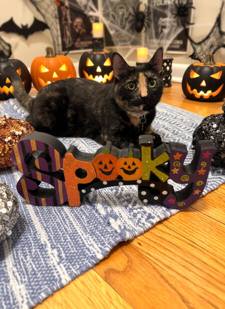 Entry image for Tiffany Pumpkin. Clicking this image will show a larger photo