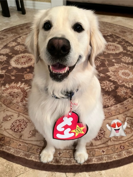 Entry image for Luke Skywalker . Clicking this image will show a larger photo