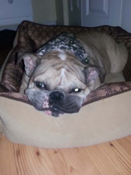 Brutus