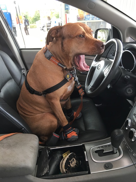Roscoe