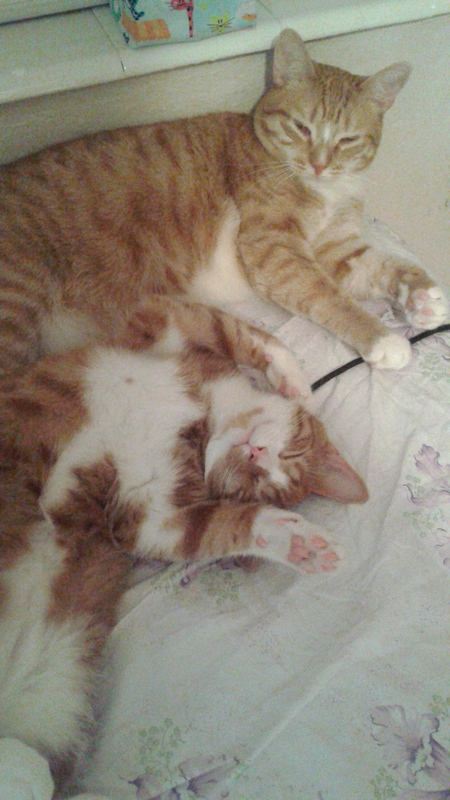 Puss in Boots & Chickie