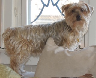 Alfie
