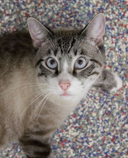 Gus-Gus