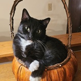 Entry image for Sammy