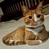 Entry image for Sir McNugget