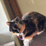 Entry image for Echo