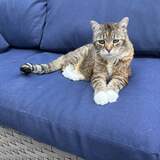 Entry image for Fern