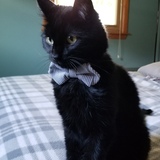 Entry image for King Wambo