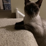 Entry image for Skippy