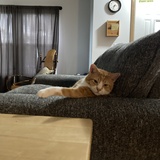 Entry image for Colby Jack