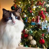 Entry image for Kitty Baby 