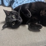 Entry image for Merlin