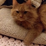 Entry image for Bobby