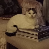 Entry image for Milo