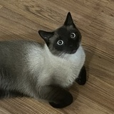 Entry image for Frank