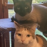 Entry image for Frank and Rue