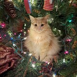 Entry image for Pharaoh 