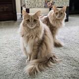 Entry image for Pharaoh and Tut