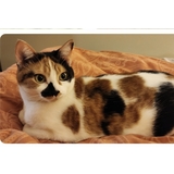 Entry image for Cali