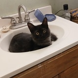 Entry image for Smokey