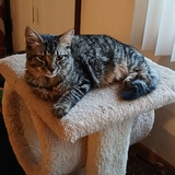 Entry image for Misty