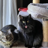 Entry image for Roman & Link